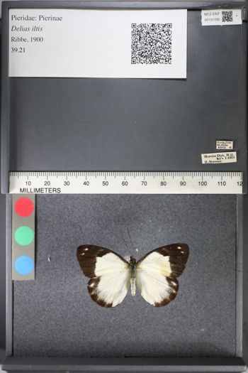 Media type: image;   Entomology 131705